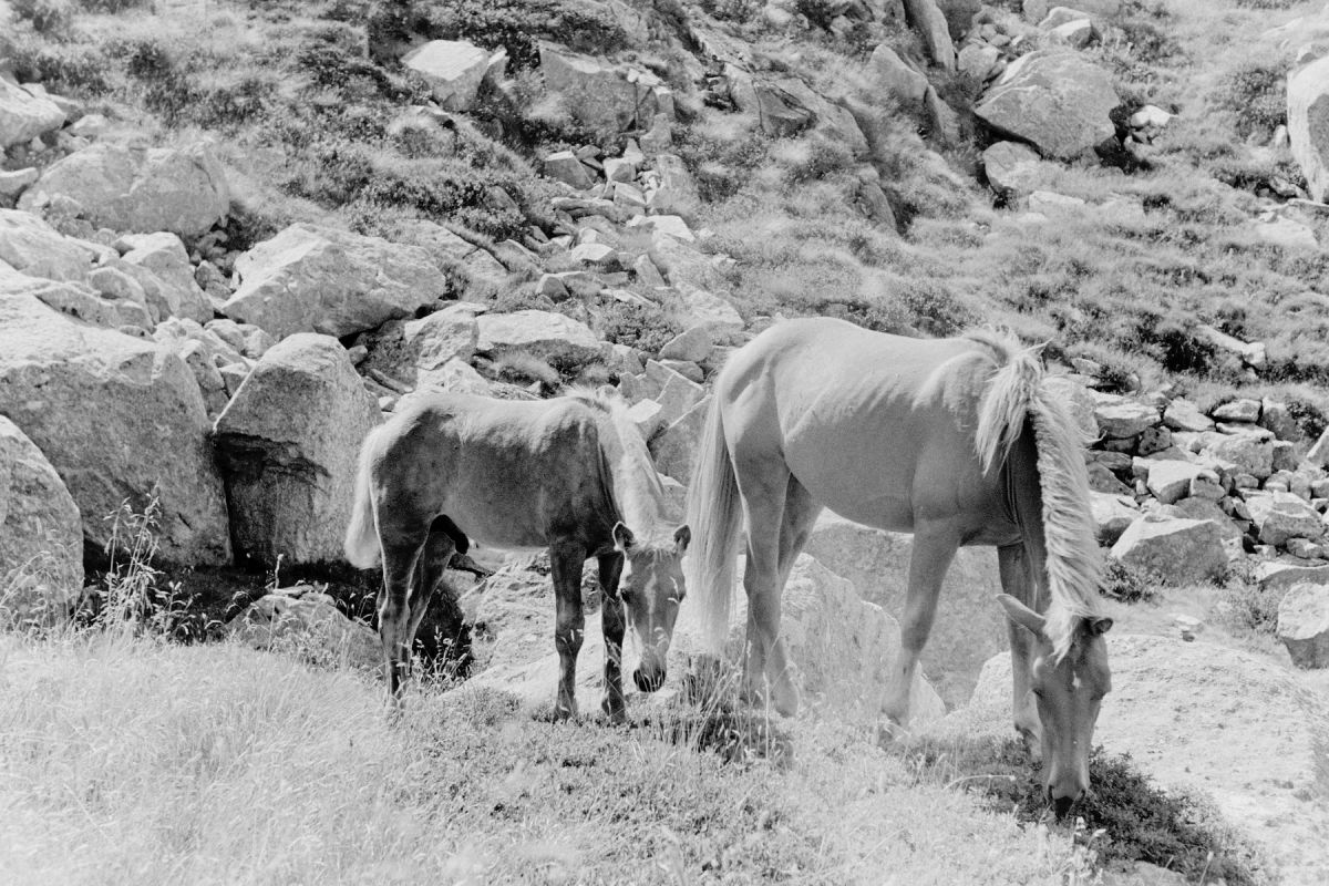 Earl Grey Black and White 35 mm ISO 100 - Image 2