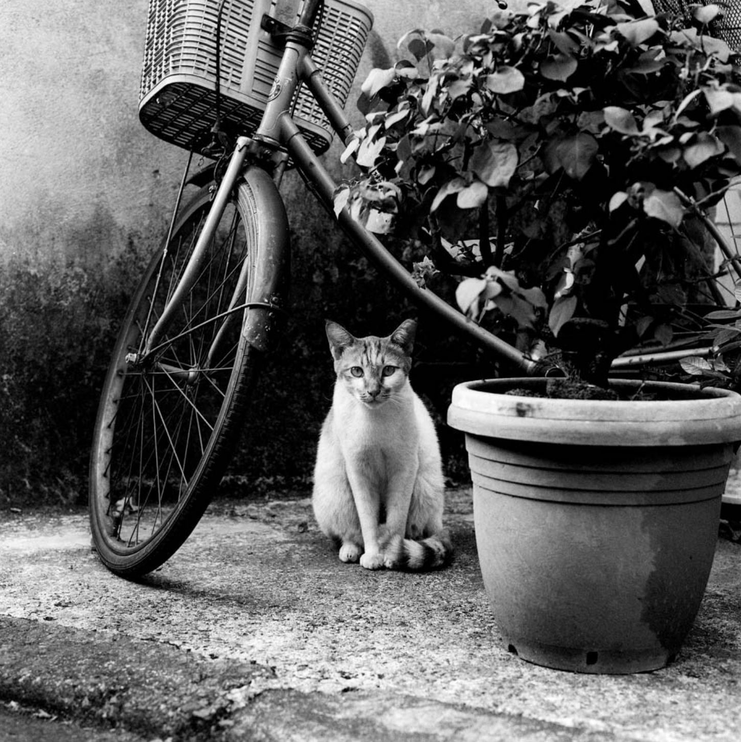 Ilford HP5 Plus 120 Film ISO 400 - Image 2